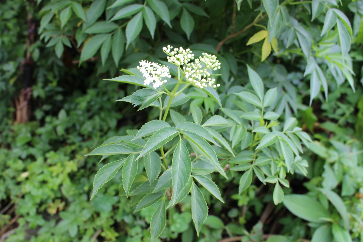 Sambucus javanica subsp. chinensis (Lindl.) Fukuoka